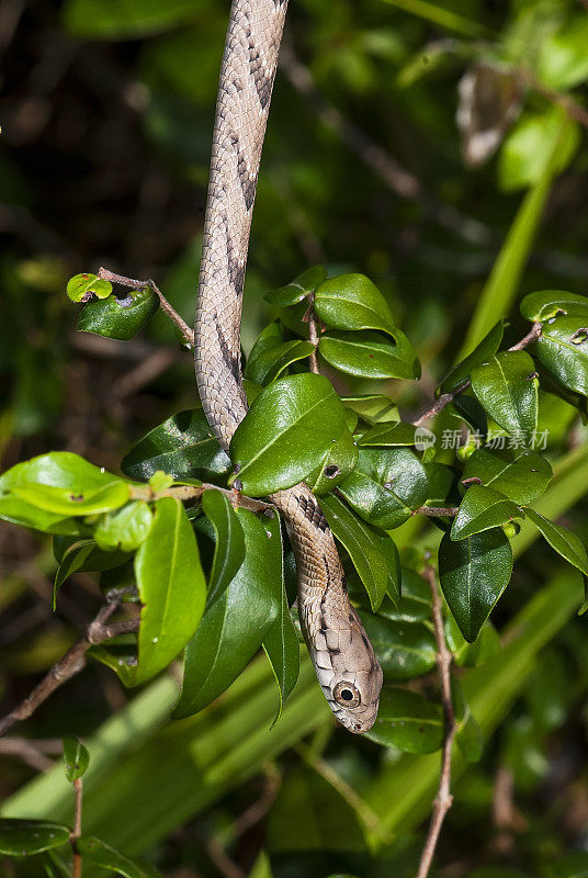 Cipó snake (Leptophis ahaetulla) | Parrot Snake